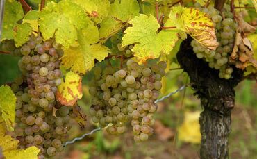 Riesling-Trauben
