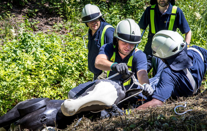 Übungszenario: Pferd "Atlas" steckt im Heppach fest. Hier legen Retter dem Dummy ein Nothalfter an.