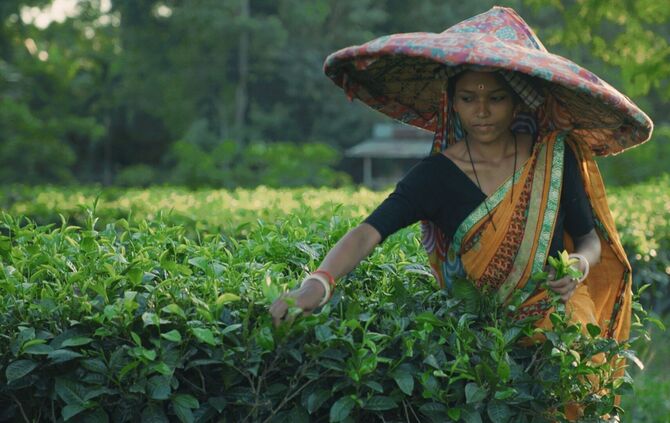 Szene aus dem Dokumentarfilm: "Das Leben für den Tee auf den Plantagen in Assam".