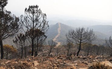 Waldbrand in Spanien