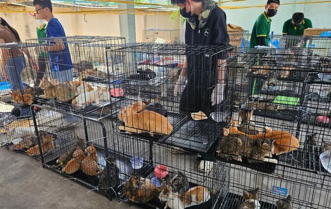 Katzenfleischhandel in Vietnam
