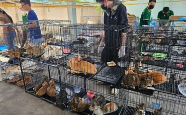 Katzenfleischhandel in Vietnam