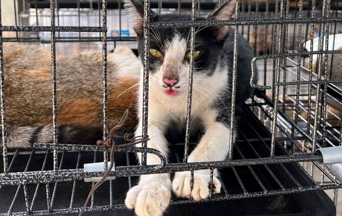 Katzenfleischhandel in Vietnam