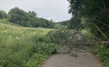 Die Krone einer umgestürzten Kiefer versperrt den beliebten Geh- und Radweg zwischen Hößlinswart und Steinach. Rechts neben dem 