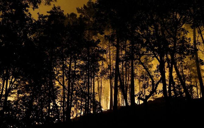Feuer im Wald von Fontainebleau