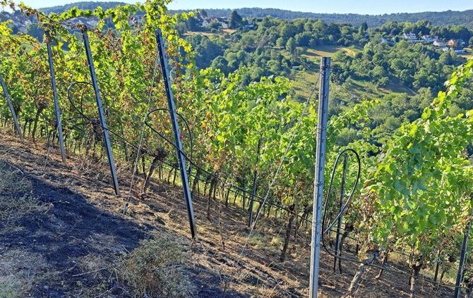 Verkohlter Boden nach dem nächtlichen Brand in Sieglochs Riesling-Weinberg am Haselstein.