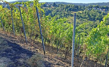 Verkohlter Boden nach dem nächtlichen Brand in Sieglochs Riesling-Weinberg am Haselstein.