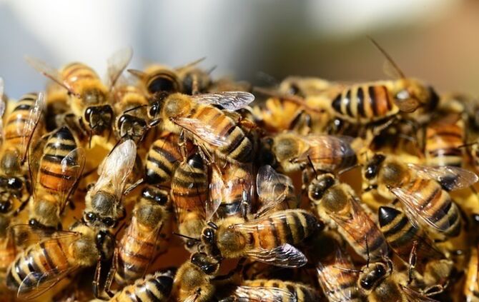 honey-bees-326334_640_0