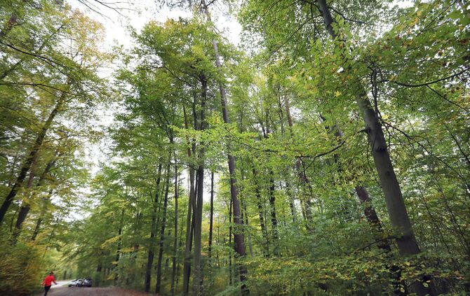 Symbolbild Wald_0