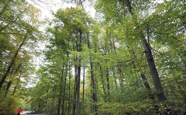 Symbolbild Wald_0