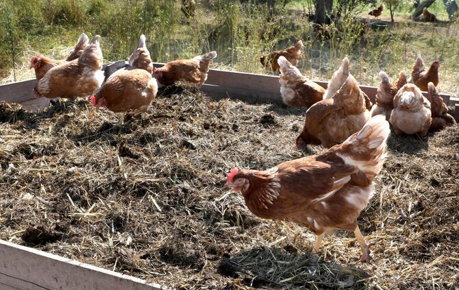 Paulinenpflegebiohuhn