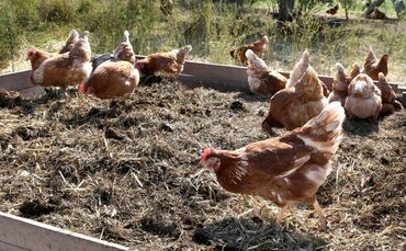 Paulinenpflegebiohuhn