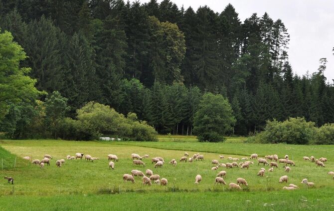 Idylle pur - gesehen bei Buchengehren (Gemeinde Alfdorf). Bild: Stuetz