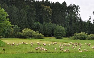 Idylle pur - gesehen bei Buchengehren (Gemeinde Alfdorf). Bild: Stuetz
