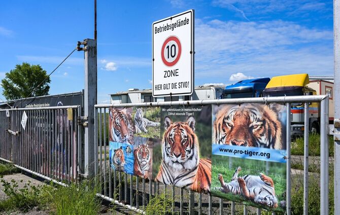 Pfleger stirbt nach Tigerangriff nahe Leipzig – Ermittlungen