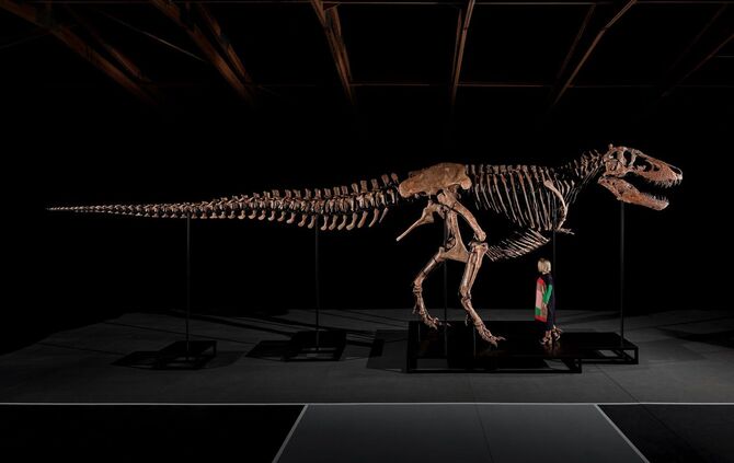 Auktion eines T-Rex-Skeletts