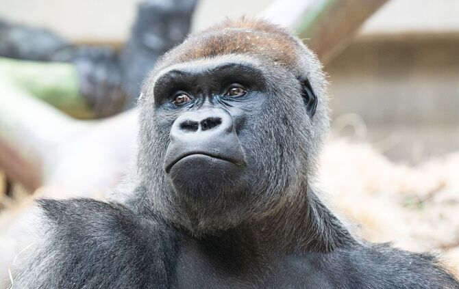 Das vier Tage alte Gorilla-Baby überlebte den Biss seines Vaters nicht.