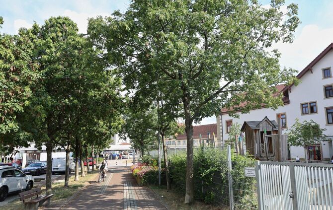 14 Bäume bilden eine schattige Zone zwischen dem Schulhof der Kastenschule (rechts) und dem Schotterparkplatz auf dem Kronenplat
