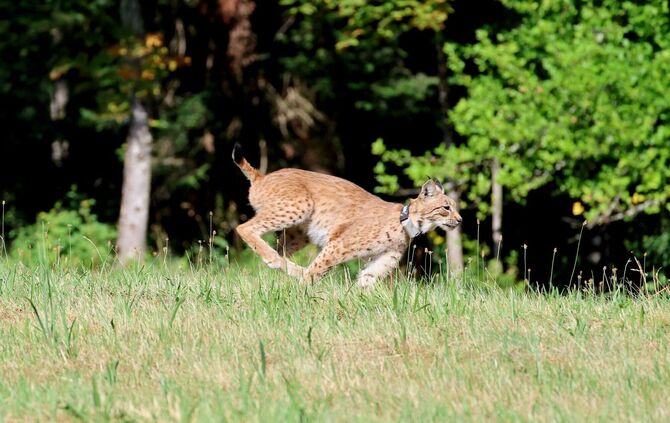 Luchskatze Luna im Schwarzwald ausgewildert