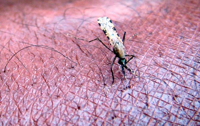 Malaria