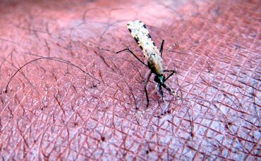 Malaria