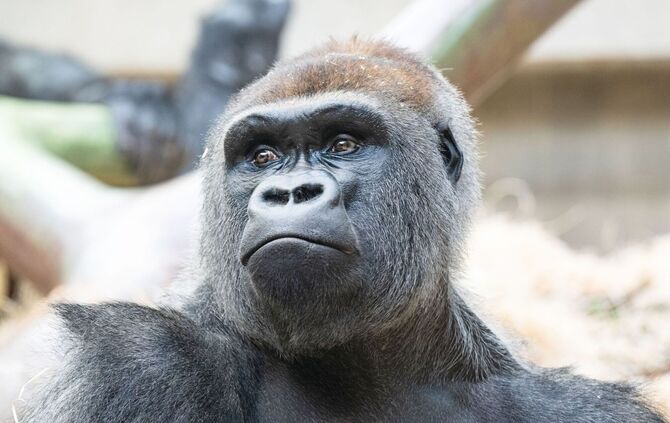 Gorilla-Baby im Zoo von Basel totgebissen