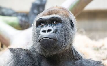 Gorilla-Baby im Zoo von Basel totgebissen