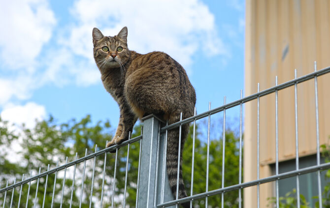 Im Hochsommer sollten Katzen lieber abends nach draußen gelassen werden.