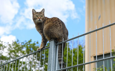 Im Hochsommer sollten Katzen lieber abends nach draußen gelassen werden.