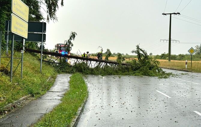Ein Baum auf einer Straße bei Vorderweißbuch.