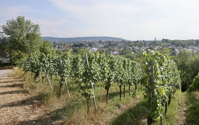 Weinberg in Waiblingen.