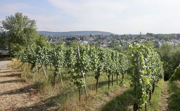 Weinberg in Waiblingen.