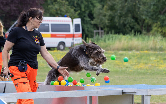 Die Tiere der BRH-Rettungshundestaffel (Bundesverband Rettungshunde) zeigten bei einer Schauübung ihr Können.