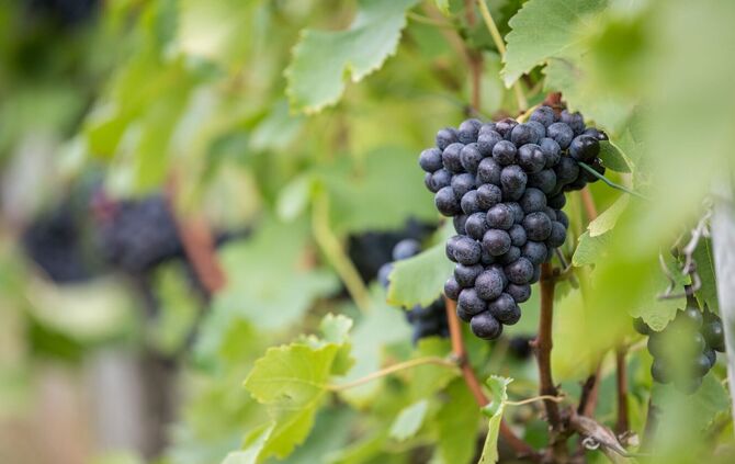 Weil es zu viel Rotwein aus Württemberg gibt, können Winzer Geld bekommen, wenn sie den Wein zu Industriealkohol destillieren. (
