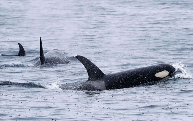 Orcas schwimmen vor der Halbinsel Shiretoko