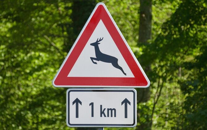 Wildwarnschilder geben Hinweise darauf, auf welchen Streckenabschnitten besondere Vorsicht geboten ist.