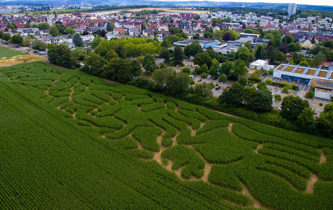 Das Maislabyrinth von oben.