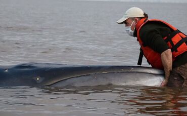 Seiwal in einem Fluss in Argentinien gestrandet