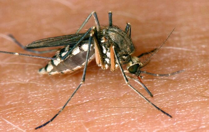 Infektionen mit West-Nil-Virus
