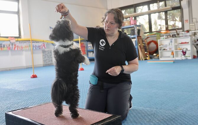 Wie sollten Hundebesitzer mit ihren Tieren bei der Hitze umgehen?
