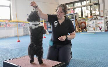 Wie sollten Hundebesitzer mit ihren Tieren bei der Hitze umgehen?