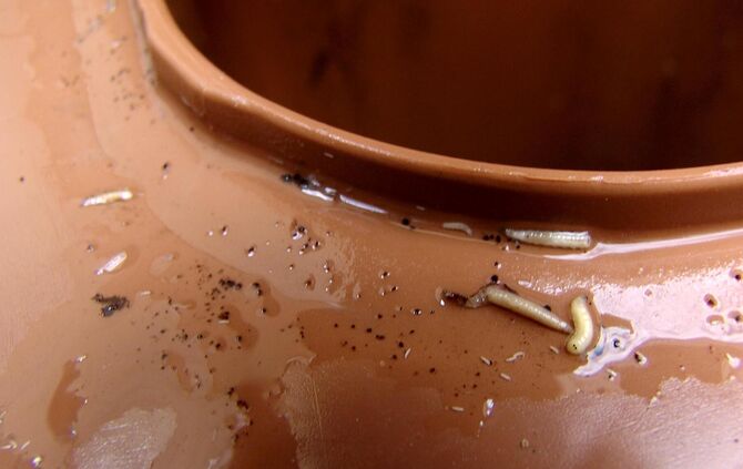 Hmm, ja: Die Biomülltonnen haben derzeit öfters solche Bewohner.