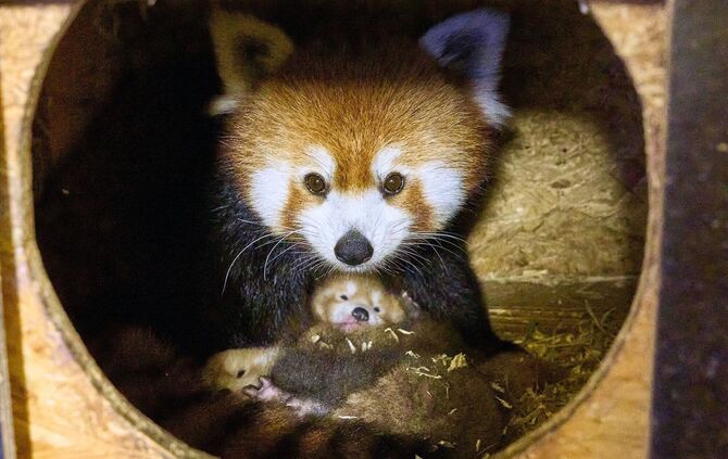 Rote Pandas im Klever Tierpark geboren
