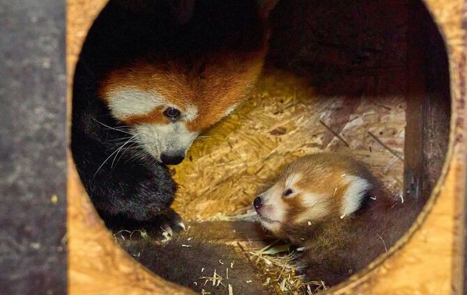 Rote Pandas im Klever Tierpark geboren