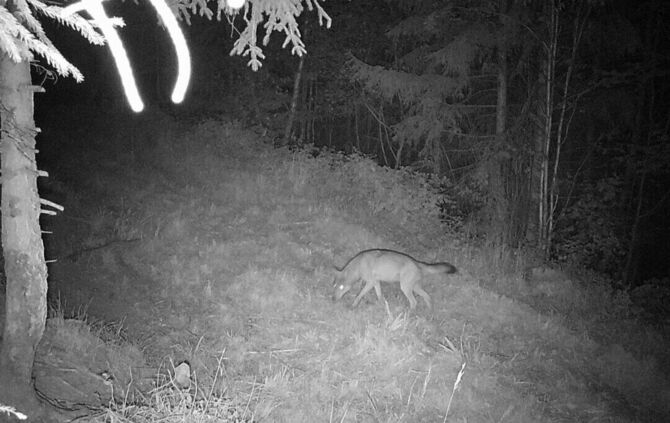 Bei Plüderhausen wurde ein Wolf von einer Wildkamera fotografiert.