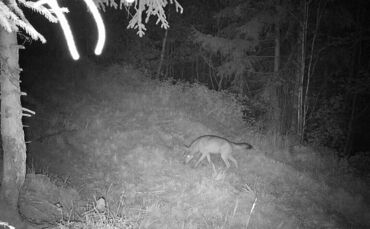 Bei Plüderhausen wurde ein Wolf von einer Wildkamera fotografiert.