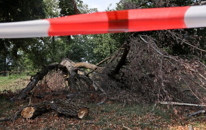 Der Baum liegt in der Remsstraße und stand direkt am Remsufer.