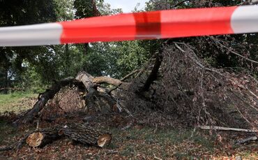 Der Baum liegt in der Remsstraße und stand direkt am Remsufer.