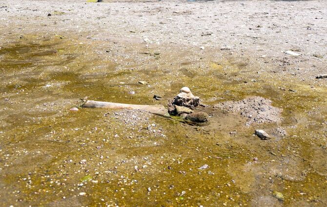 Mammutknochen an der Donau in Bulgarien