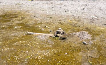 Mammutknochen an der Donau in Bulgarien
